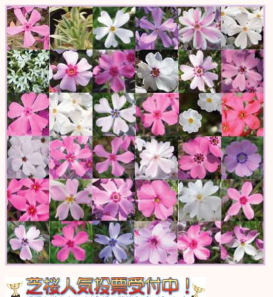 上芝桜 種 最高の花の画像